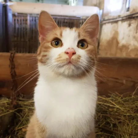 Farmház Bergbauernhof Rebernig *