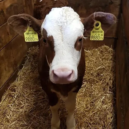 Bauernhof Bergbauernhof Rebernig *