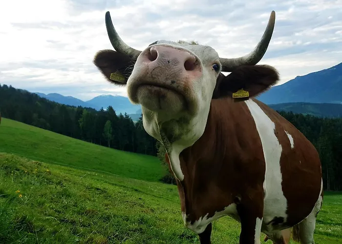 Bergbauernhof Rebernig Farmház Lendorf