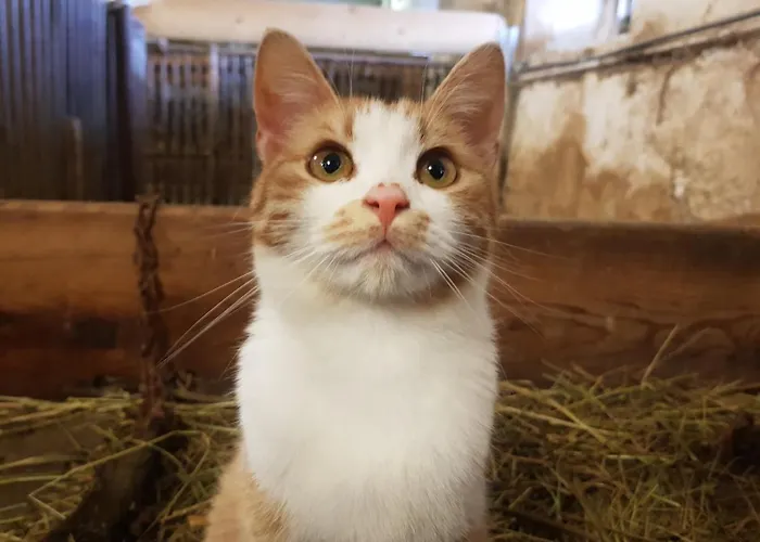 Farmház Bergbauernhof Rebernig *