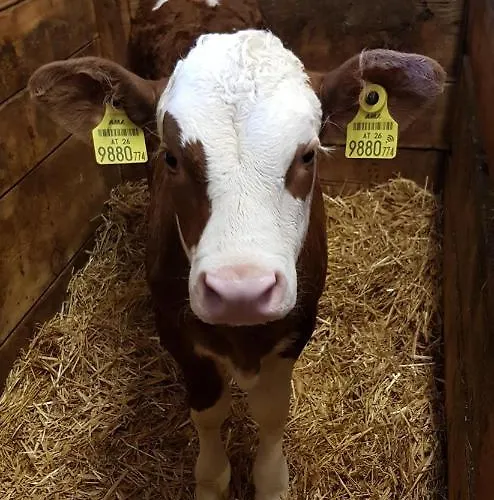 Farmház Bergbauernhof Rebernig *